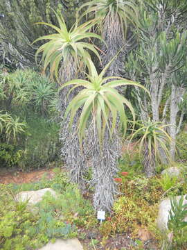 Image of Aloe hexapetala Salm-Dyck