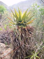 Image of Aloe lineata (Aiton) Haw.