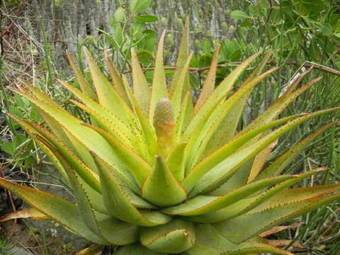 Image of Aloe lineata (Aiton) Haw.