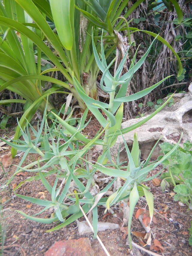 Image of Fence Aloe