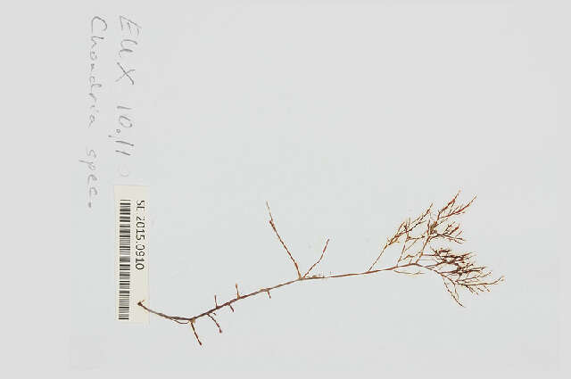Image of Chondria leptacremon (Melvill ex G. Murray) De Toni 1903