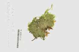 Image of Cladophoropsis membranacea