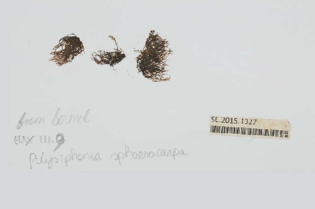 Image of <i>Polysiphonia sphaerocarpa</i> Borgesen (1915)