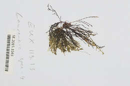 Sivun Chondria cnicophylla (Melvill) De Toni 1903 kuva