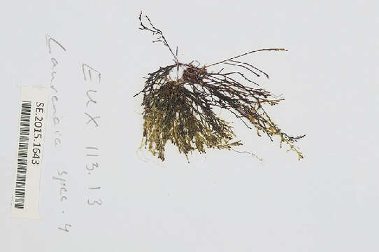 Sivun Chondria cnicophylla (Melvill) De Toni 1903 kuva