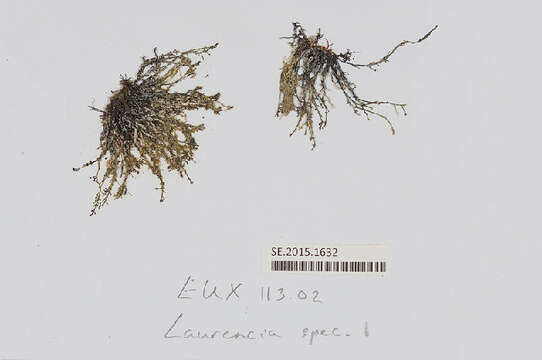 Image of Laurencia obtusa