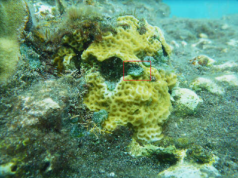 Image of Dictyosphaeria ocellata (M. A. Howe) Olsen-Stojkovich 1985