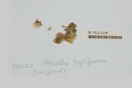 Image of Flahaultia tegetiformans W. R. Taylor 1974