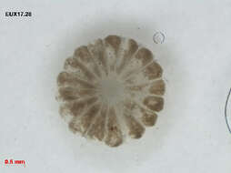 Image of Parvocaulis parvulus