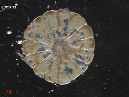 Image of Parvocaulis parvulus