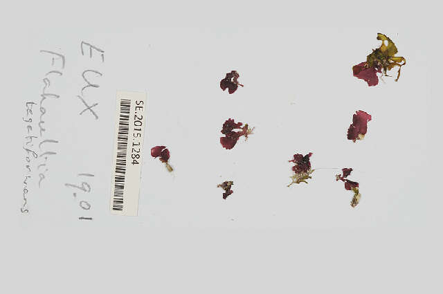 Image of Flahaultia tegetiformans W. R. Taylor 1974