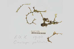 Image of Caulerpa chemnitzia
