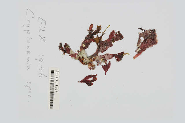 Image de Cryptonemia crenulata (J. Agardh) J. Agardh 1851