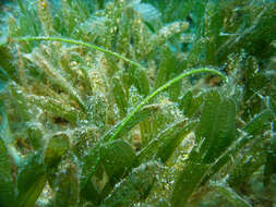 Image of Manatee Grass