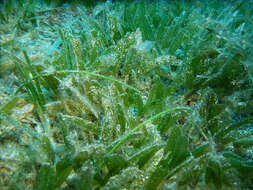 Image of Manatee Grass