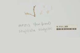 Image of Wrightiella blodgettii (Harvey) F. Schmitz 1893
