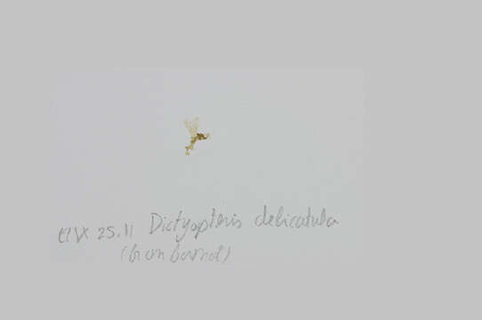 Image of Dictyopteris delicatula