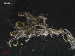 Image de Caulerpa verticillata