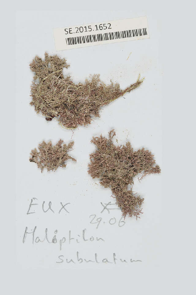 Image of Haliptilon subulatum
