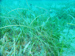 Image of Manatee Grass