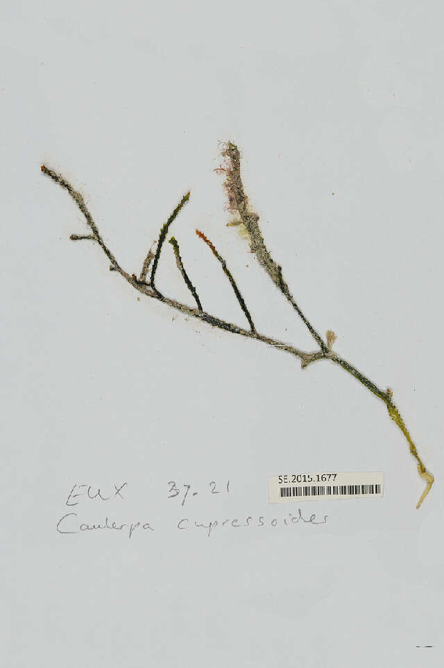 Image de Caulerpa cupressoides var. flabellata