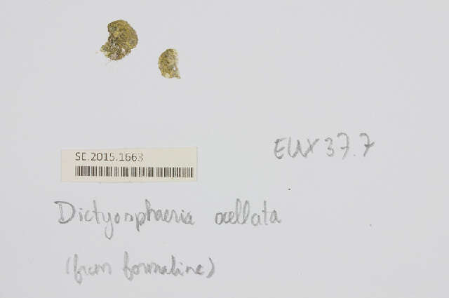 Image of Dictyosphaeria ocellata (M. A. Howe) Olsen-Stojkovich 1985