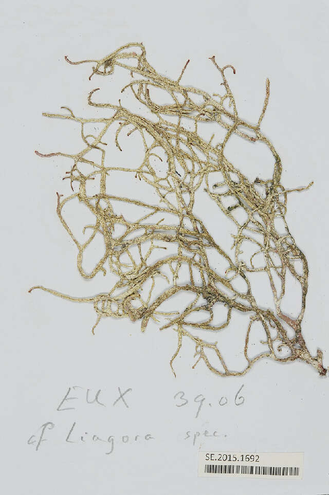 Image of Ganonema farinosum