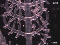 Image of Struvea elegans