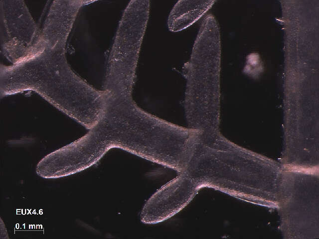 Image of Struvea elegans