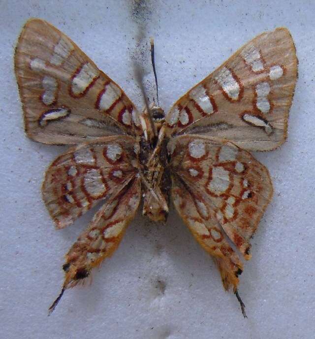 Image of Aphnaeus coronae Talbot 1935
