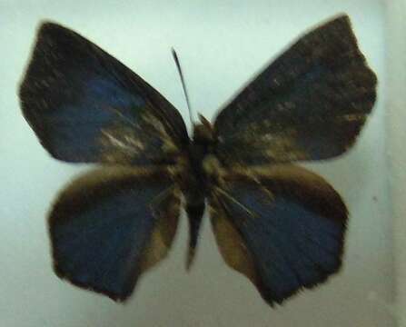 Image of butterflies
