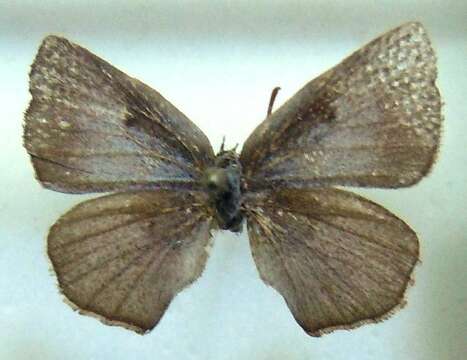 Image of gossamer-winged butterflies