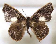 Слика од <i>Euliphyra hewitsoni</i>