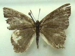 Слика од Euliphyra leucyania (Hewitson 1874)