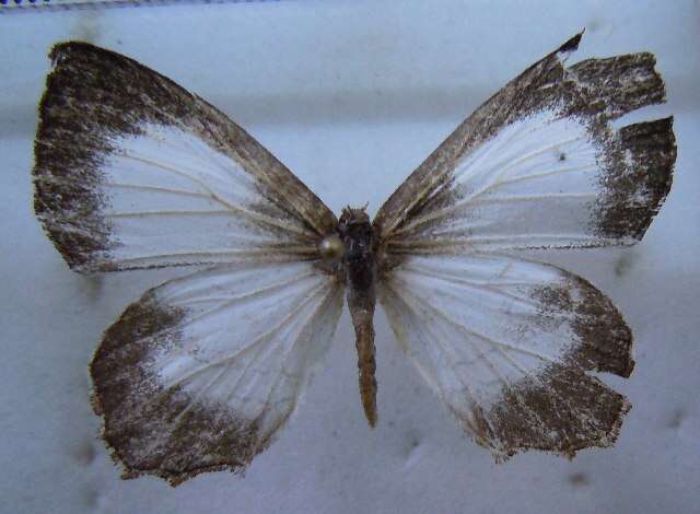 Слика од Euliphyra leucyania (Hewitson 1874)