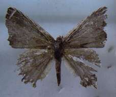 Слика од Euliphyra leucyania (Hewitson 1874)