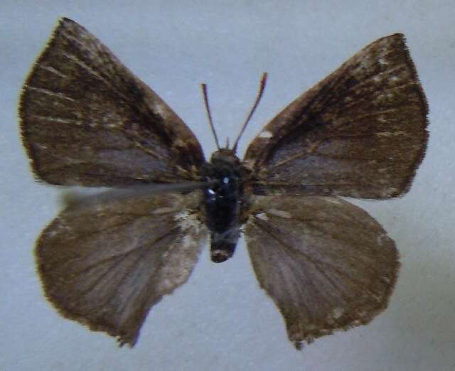 Image of Aslauga purpurascens (Holland 1890)