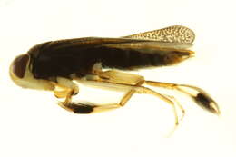 Image of Callicorixa audeni Hungerford 1928