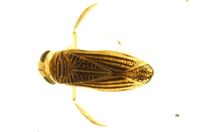 Image of Sigara subgen. Lasiosigara Hungerford 1948