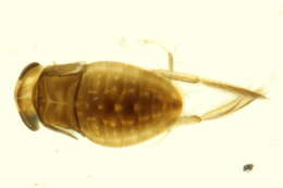 Image of Callicorixa audeni Hungerford 1928