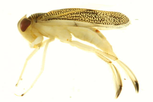 Image of Cenocorixa dakotensis (Hungerford 1928)