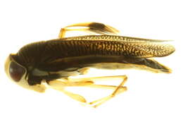 Image of Callicorixa audeni Hungerford 1928