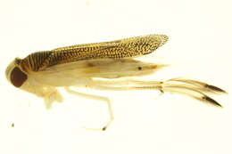 Image of Cenocorixa dakotensis (Hungerford 1928)