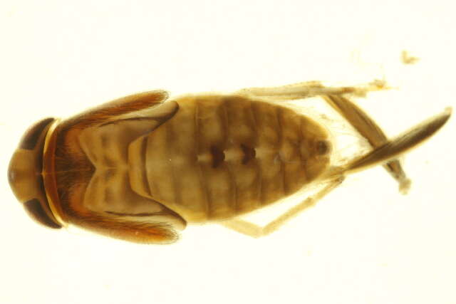 Image of Cenocorixa dakotensis (Hungerford 1928)