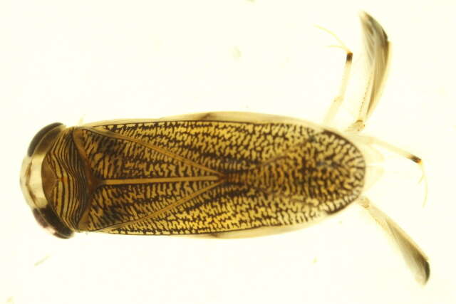 Image of Cenocorixa dakotensis (Hungerford 1928)
