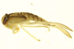 Image of Cenocorixa dakotensis (Hungerford 1928)