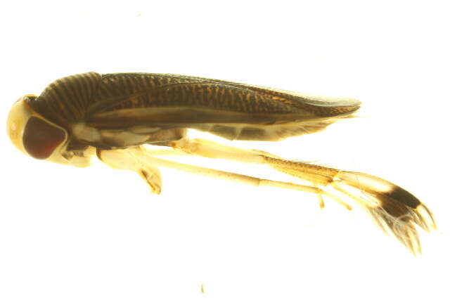 Image of Callicorixa audeni Hungerford 1928