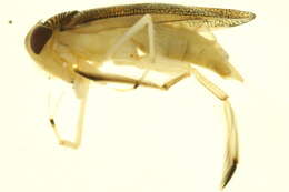 Image of Cenocorixa dakotensis (Hungerford 1928)