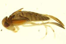 Image of Cenocorixa dakotensis (Hungerford 1928)