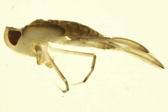 Image of Corixoidea Leach 1815